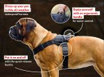 Pull Dog Harness-Stop Your Mastiff Pulling