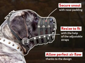 Handcrafted Leather Dog Muzzle for Mastiff