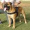 Bullmastiff Nylon multi-purpose Dog Harness for tracking/pulling