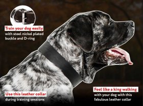 Practical and Comfortable Leather Mastiff Collar