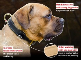 Black Patent Leather dog collar for Mastiff