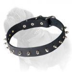 Elegant Spiked Dog Collar for Mastiff Walking and Exercising