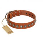 "Silver Spike" Handmade FDT Artisan Tan Leather Mastiff Collar with Old Silver-Like Spikes