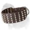 Strong Wide Mastiff Dog Collar with Nickel-Plated Studs