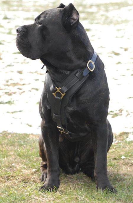 Exclusive Luxury Handcrafted Padded Leather Dog Harness Mastiff