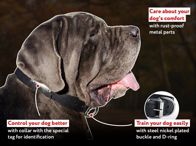 Leather Dog Collar with Name Tag for Mastiffs