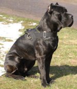 Best harness for cane sales corso