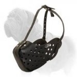 Professional Agitation Muzzle for Training and Walking your Mastiff