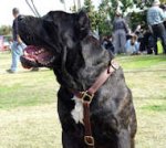 Luxury handcrafted dog harness made To Cane Corso Mastiff