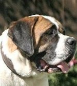 Alpine Mastiff Padded Leather dog collar with thick felt C-24