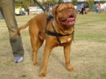 Tracking/Pulling Leather Dog Harness For French Mastiff