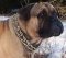 Mastiff Curogan dog pinch collar made in Germany-training collar