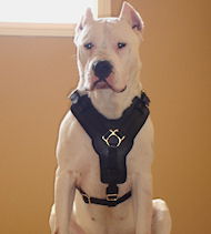 Argentinian Mastiff Exclusive Padded Leather Dog Harness
