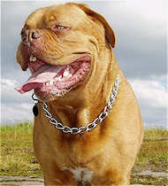 Choke Dog Collar-Chain Dog Collar for Franch Mastiif-Slip Collar