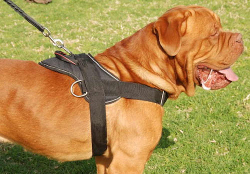 french mastiff nylon dog harness with handle for dog training