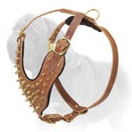 Marvellous Brass Spiked Chest Plate Leather Harness for Mastiff Daily Walks