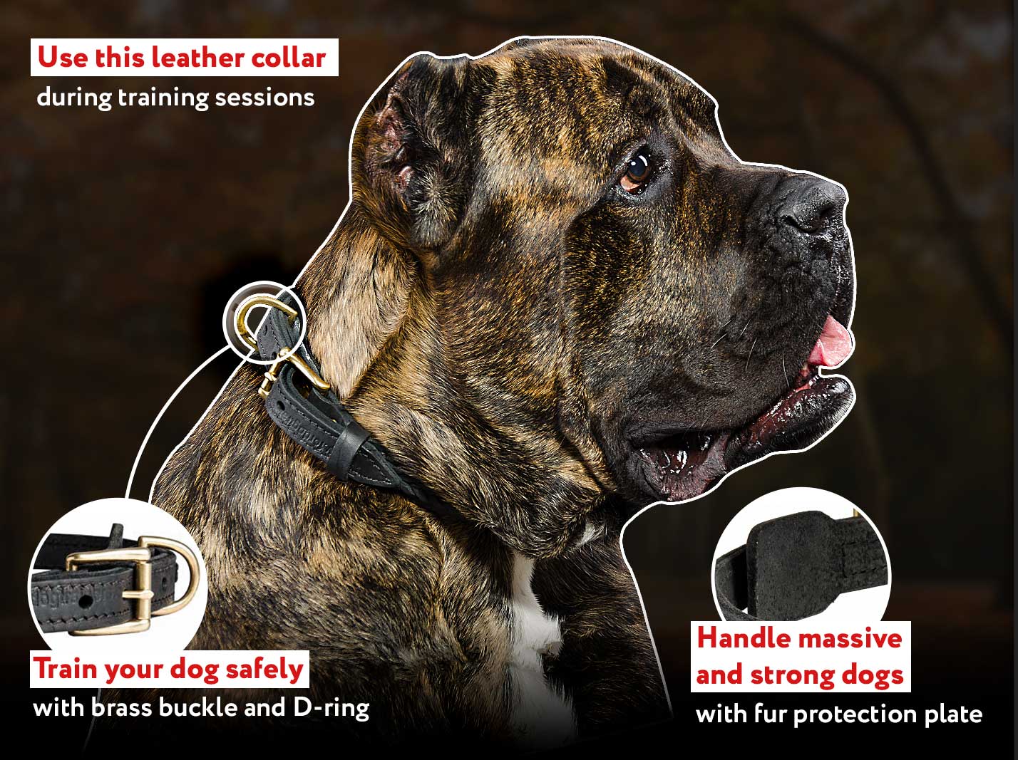 Designer Leather Canine 【Collar】 with Decorative Braid for Mastiff