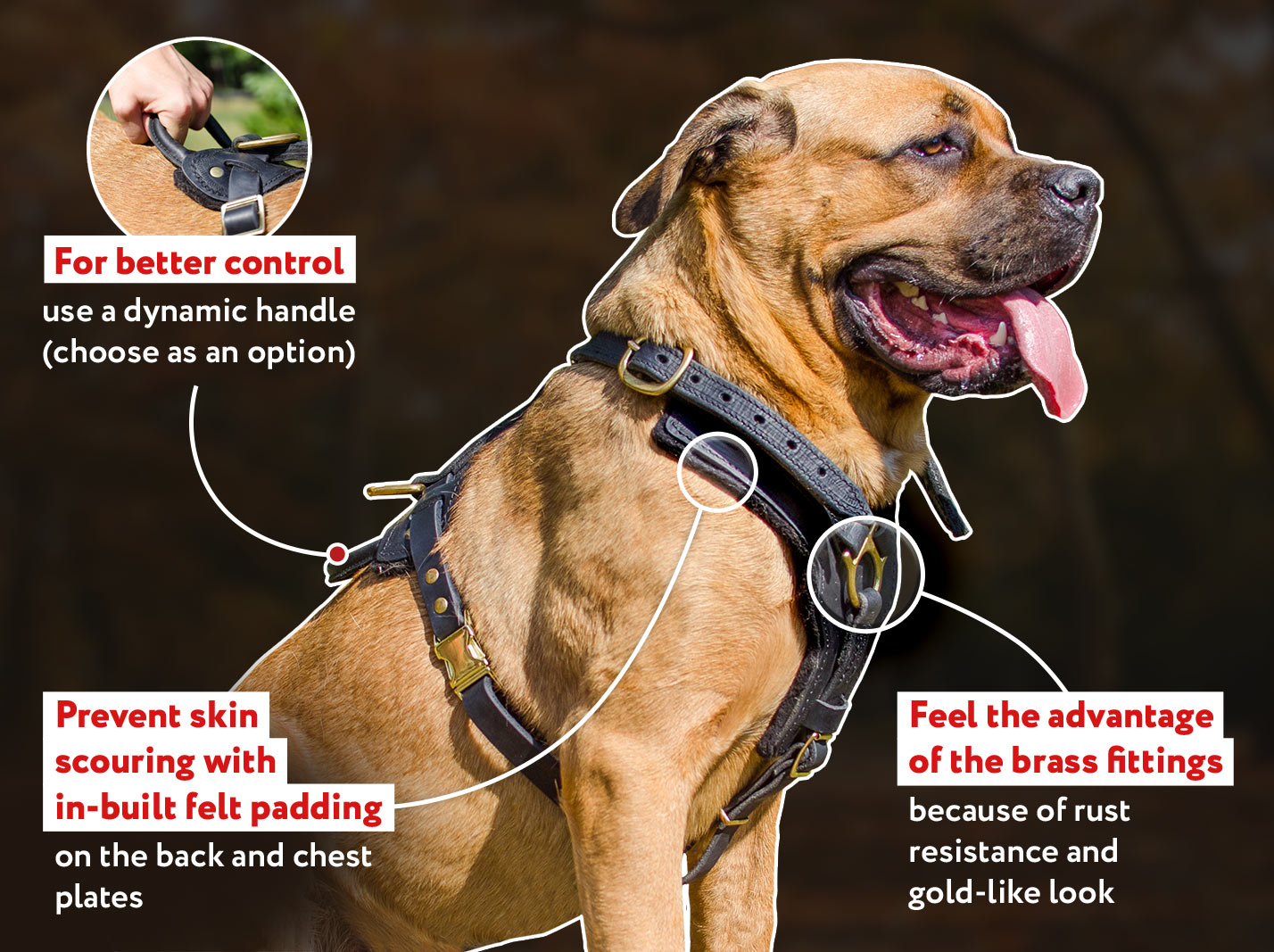 Exclusive Mastiff Leather 【Harness】 with Gold Color Fittings for Lots of  Activities : Mastiff Breed: Harnesses, Muzzles, Collars, Leashes, Bite Tugs  and Toys