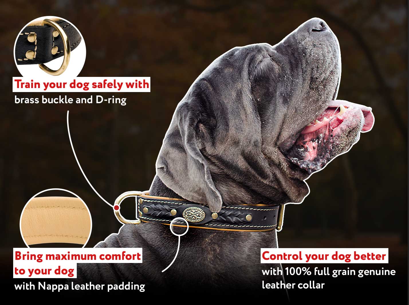 Nappa Padded Mastiff Dog 【Collar】 with Handset Leather Braids Mastiff