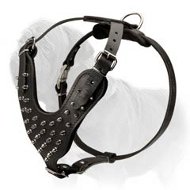 Top Notch Leather Mastiff Harness with Gorgeous Silvery Spikes