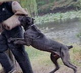 Dog bite sleeve , Bite Protection Sleeve , Dog bite developer cuff,mastiff dog training equipment,puppies workoute agitation training and more dog training equipment for Mastiffs