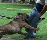 Buy Leg Bite Sleeve - Training Leg Sleeve With Bite Bar