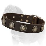 Mastiff Leather Dog Collar with Silver Conchos for Daily Walking and Basic Training