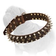 Gorgeous Leather Collar Decorated with Studs and Spikes for Training and Daily Walks of Your Mastiff Gorgeous Leather Collar Decorated with Studs and Spikes for Training and Daily Walks of Your Mastiff