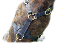 Ultimate Tracking Harness for Mastiff
