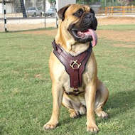 bullmastiff harness