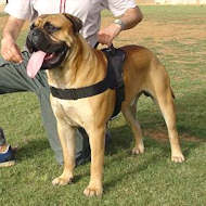 Bullmastiff Nylon multi-purpose Dog Harness for tracking/pulling