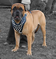 Bullmastiff Spiked leather dog harness also English Mastiff