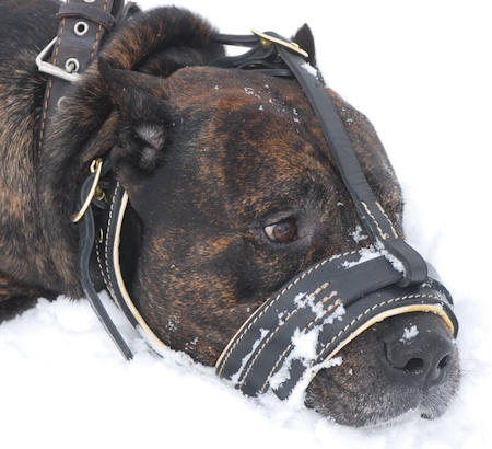 Cane Corso Mastiff leather dog muzzle padded with soft nappa leather