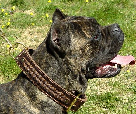 Braided Leather dog collar for CAne 