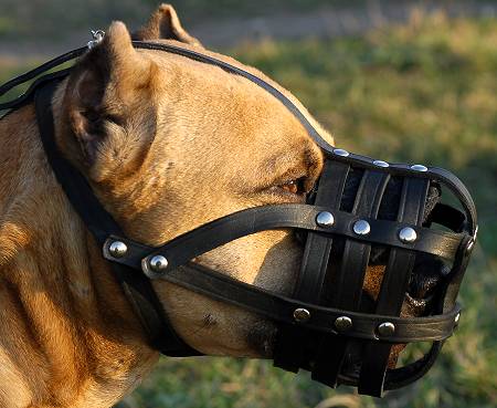 Cane Corso Breed: Dog Muzzle, Harness, Collar, Leash, Toys, Bite Sleeve