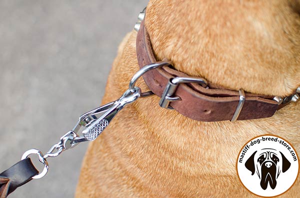 Embellished leather dog collar for Bullmastiff with nickel plated fittings