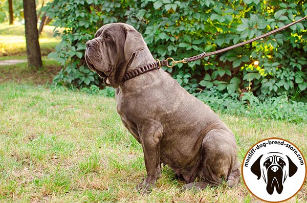 Dog-safe braided leather Mastino Napoletano collar