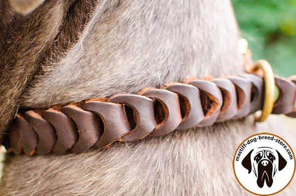 Eye-catchy braided leather choke collar for Mastino Napoletano - close-up