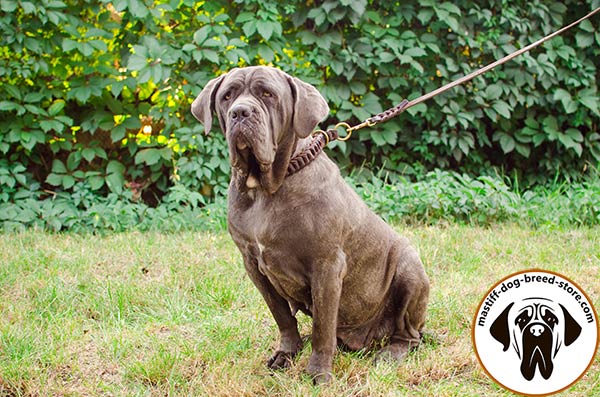 Unmatchable braided leather choke collar for Mastino Napoletano