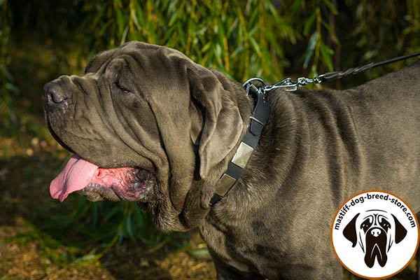 Leather Mastino Napoletano collar with massive nickel covered plates