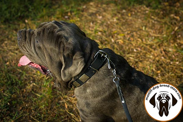 Leather canine collar for Mastino Napoletano with sturdy fittings