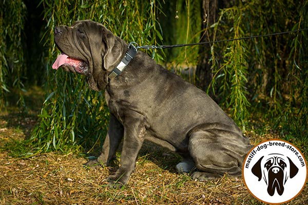 Up-to-trend leather dog collar for Mastino Napoletano