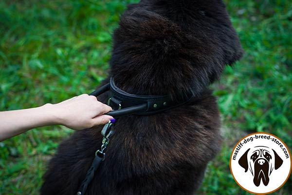 Lasting leather dog collar for Mastiff with easy-grip handle