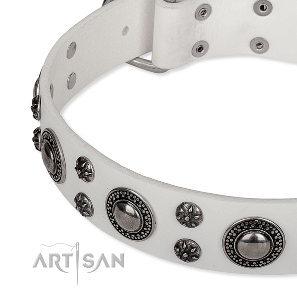 Stylish walking full grain leather collar with strong buckle and D-ring