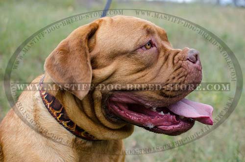 Leather Collar for Dogue de Bordeaux