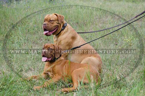 Walking Leather Collar for Dogue De Bordeaux