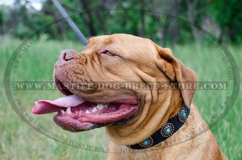 Easy Adjustable Leather Canine Collar for Mastiffs