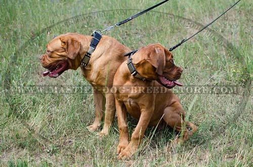 High Quality Leather Canine Collar with Massive Plates