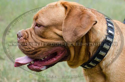 Dogue De Bordeaux Leather Collar for Training and Walking