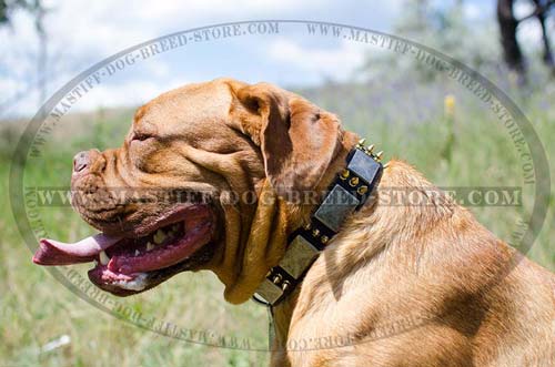 Leather Dog Collar with Spikes and Plates for Mastiffs